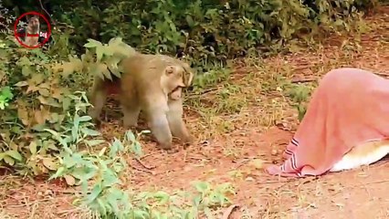 Troll Prank dog & fake Lion and Fake Tiger Prank To dog _