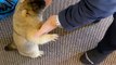 Pet Groundhog Greets Loving Owners