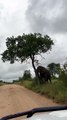 Cet éléphant déteste les arbres