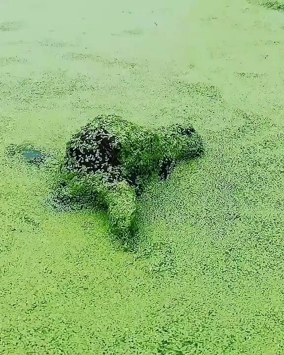 On a retrouvé le monstre du Loch ness