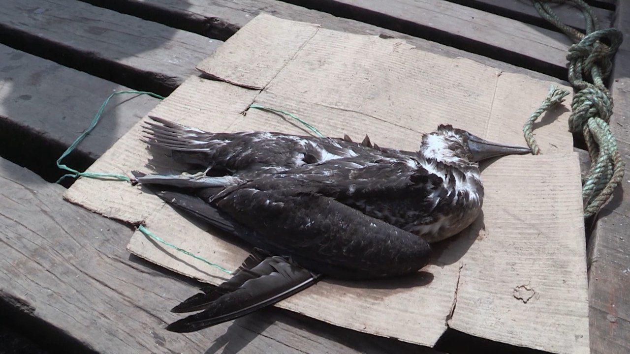 El desastre ecológico por derrame de crudo se esconde en el fondo del mar peruano