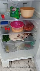 Dog Wants to Sleep in Fridge When it Gets Hot