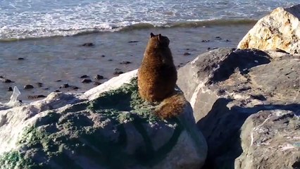 Fat Squirrel Watches Surfers in California