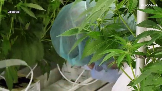 La Corte Costituzionale dice No anche al referendum sulla cannabis