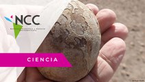 Hallan en Argentina huevos de dinosaurio de hace 193 millones de años
