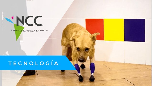 Monika, la perrita rusa que ha vuelto a caminar con prótesis