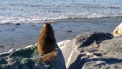 Fat Squirrel Watches Surfers in California