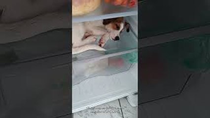 Dog Wants to Sleep in Fridge When it Gets Hot