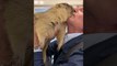 Pet Groundhog Greets Loving Owners