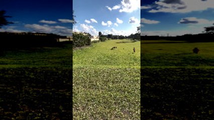 3-Year-Old and Dog Work Together to Catch Iguana