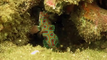 Dragonet Fish in Bali