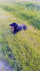 Rottweiler Coming in Hot Biffs on Embankment