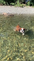 Boxer Puppy Swims for the First Time