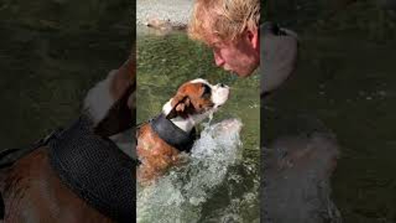 Boxer Puppy Swims for the First Time
