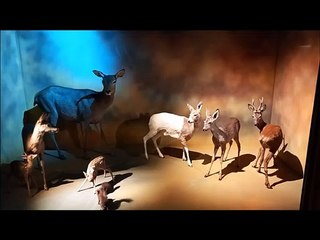 Visite du Muséum d'histoire naturelle de Grenoble #07