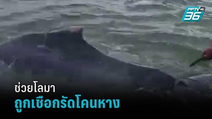 ช่วยโลมาถูกเชือกรัดโคนหางเป็นแผลในทะเลตรัง | โชว์ข่าวเช้านี้