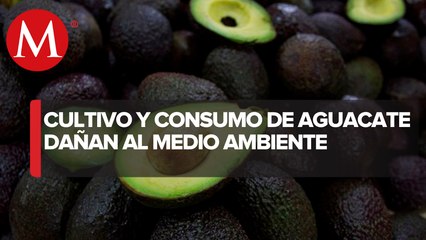 Cultivos de aguacate generan un gran daño al medio ambiente