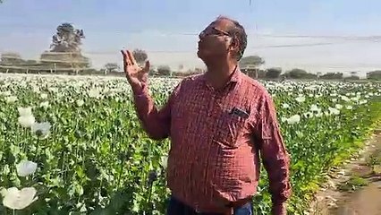 What happened in opium that farmers have to do