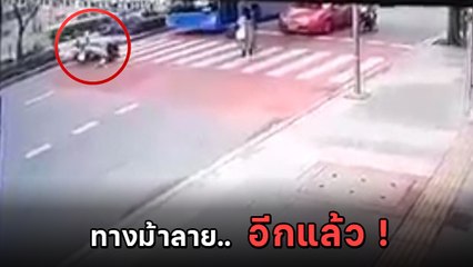 หยุดแล้วซวย ! จยย. หยุดให้คนข้ามทางม้าลาย เจอรถเมล์พุ่งชนกระเด็น !!