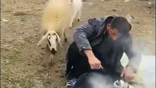 This Man Having Bad Day For These Animals