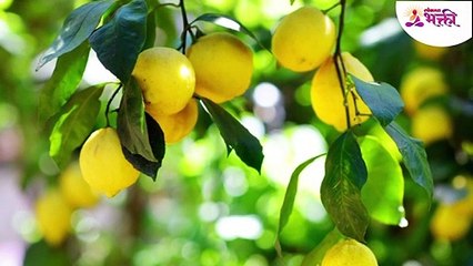 ज्या घरासमोर ही रोपं आपोआप उगतात,तिथे कधीच पैसा कमी पडत नाही ! Final