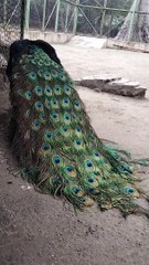 Peacock Tail Feathers Video By Kingdom Of Awais
