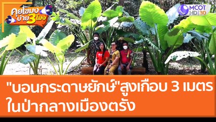 ถ่ายรูปเช็กอินกับ "บอนกระดาษยักษ์" ต้นใหญ่สูงเกือบ 3 เมตร ในป่ากลางเมืองตรัง (16 ก.พ. 65) คุยโขมงบ่าย 3 โมง