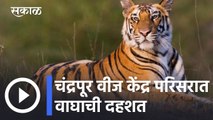 Tiger in Chandrapur l चंद्रपूर वीज केंद्र परिसरात वाघाची दहशत l Sakal