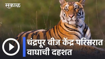 Tiger in Chandrapur l चंद्रपूर वीज केंद्र परिसरात वाघाची दहशत l Sakal