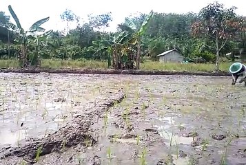 Perempuan Adat Komunitas Pangkalan Kasai Riau Tanam Padi