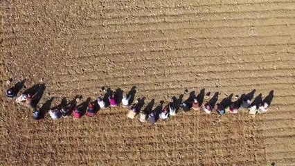 KASTAMONU - Taşköprü sarımsağının ekim dönemi başladı