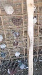 beautiful pigeons setup