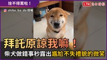 拜託原諒我嘛！ 柴犬做錯事秒露出「尷尬不失禮貌」的微笑