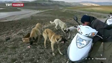 Köpekler onu korna sesinden tanıyor