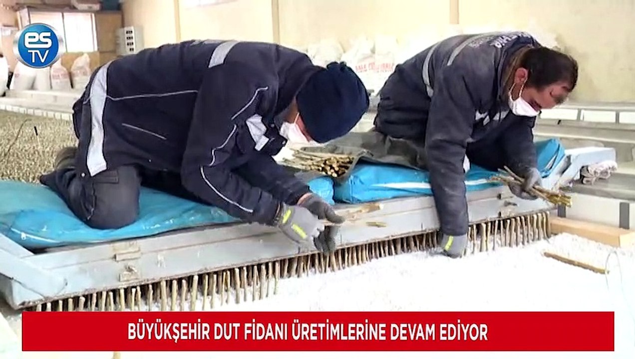 Büyükşehir dut fidanı üretimlerine devam ediyor