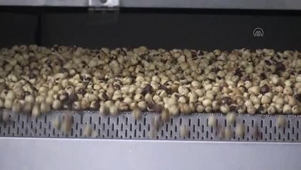 Ordulu firmanın ürettiği fındık ve mamulleri 52 ülkeye ihraç ediliyor