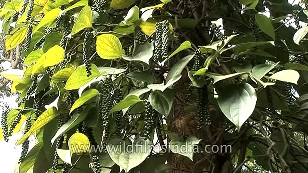 Pepper growing on the vine