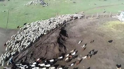 KIRKLARELİ - Gübre ve yem fiyatlarındaki indirim üreticileri sevindirdi