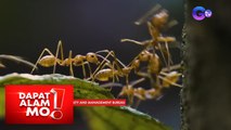 Dapat Alam Mo!: Iba’t ibang uri ng langgam, ipasisilip ng ilang ant collectors!