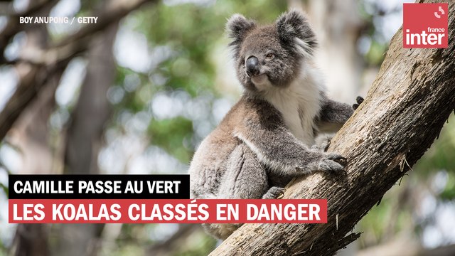 Les koalas classés en danger par l'Australie