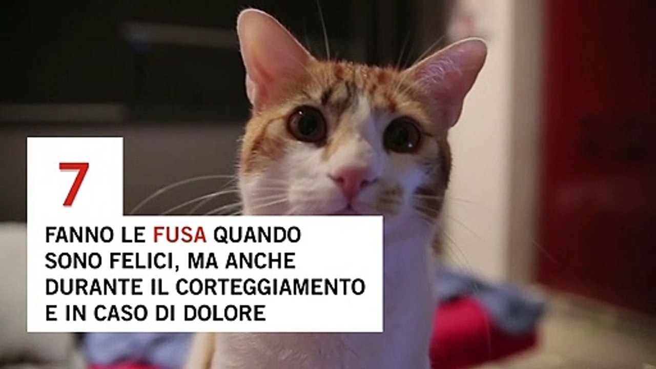 Gatti, 10 cose da sapere: falsi miti e curiosità