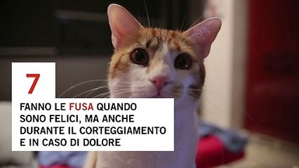 Gatti, 10 cose da sapere: falsi miti e curiosità