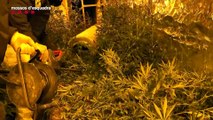 La lucha de los  Mossos d'Esquadra contra las mafias de la marihuana