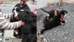 'Adorable Bernese puppy reunites with sister and settles in with his new family'