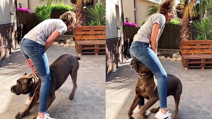 'Here's why you should NEVER JUMP while playing with an excited dog'