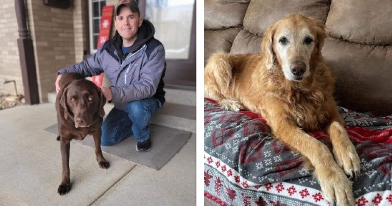 Un Labrador réussit à localiser un Golden Retriever qui était tombé dans un gouffre depuis 24h