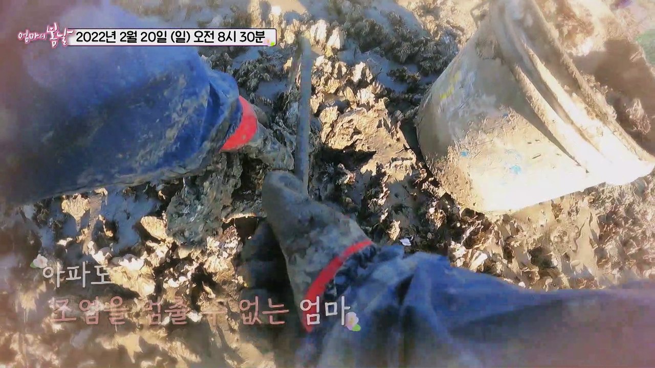 아파도 조업을 멈출 수 없는 엄마.. 엄마의 봄날 336회 0220 예고 TV CHO...