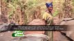 Palm Kernel Oil: Beneficial yet declining in consumption- Food Chain on Joy Business(17-2-22)