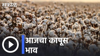 Cottan Rate | आजचा कापूस भाव | Sakal |