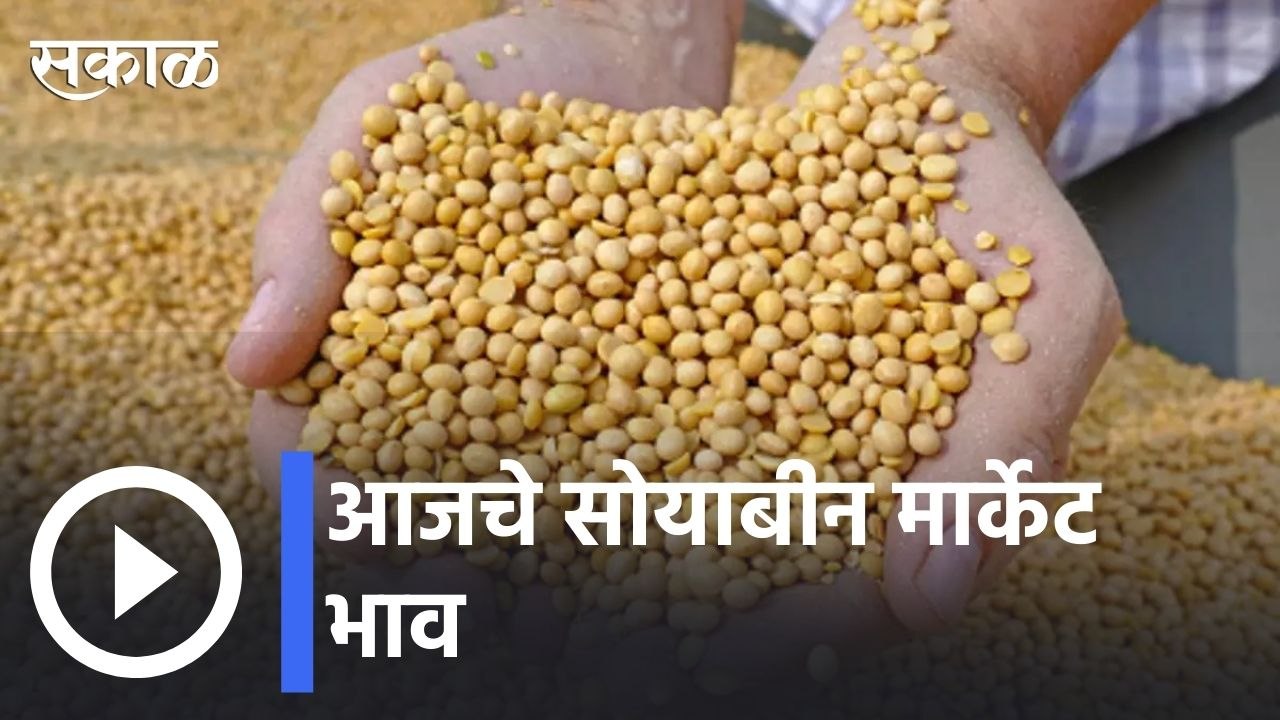 Soyabean Rate | आजचा सोयाबीन मार्केट भाव | Sakal |